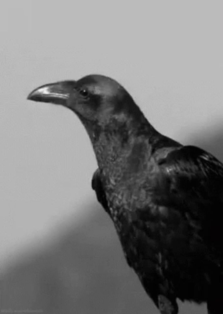 Raven Friend GIF