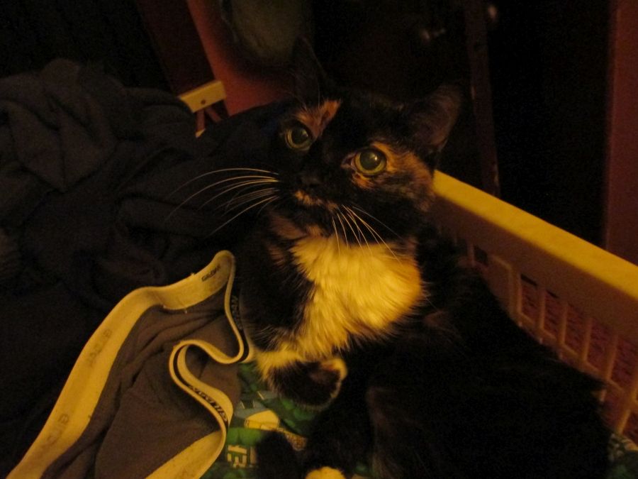 A low-light photo of a calico cat in a laundry basket The waistband of a pair of grey Gildan boxer briefs and a bit of a pair of Homer Simpson loungers can be seen along with other unidentifiable clothing. Annie is mostly black, with some white on her chest and some orange smears around her mouth and eyes.