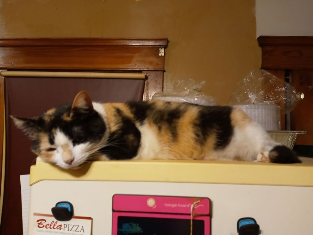 Dinah the calico cat is snoozing on top of the refrigerator