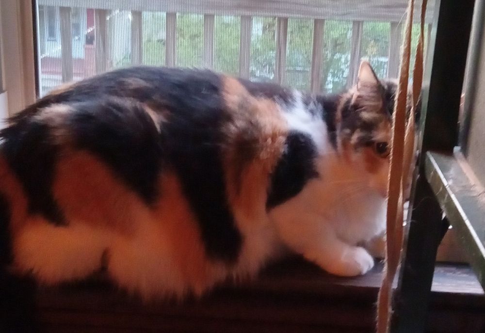 A calico cat lying in a window sill, looking more or less towards the camera. There is a green metal rack partly blocking the window. The rack and a hanging shoelace are partially blocking the cat's face. A raiing and a bit of tree can be seen outside.