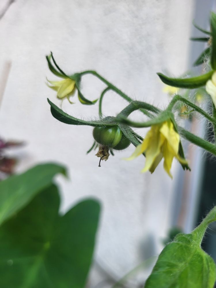 Eine sich bildende Frucht einer Tomatenpflanze nebst gelben, geöffneten Blüten.