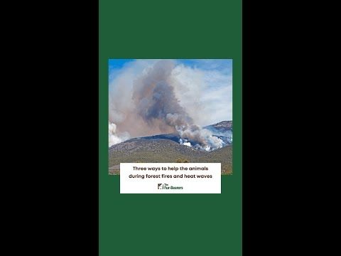 Three ways to help the animals during forest fires and heat waves #shorts