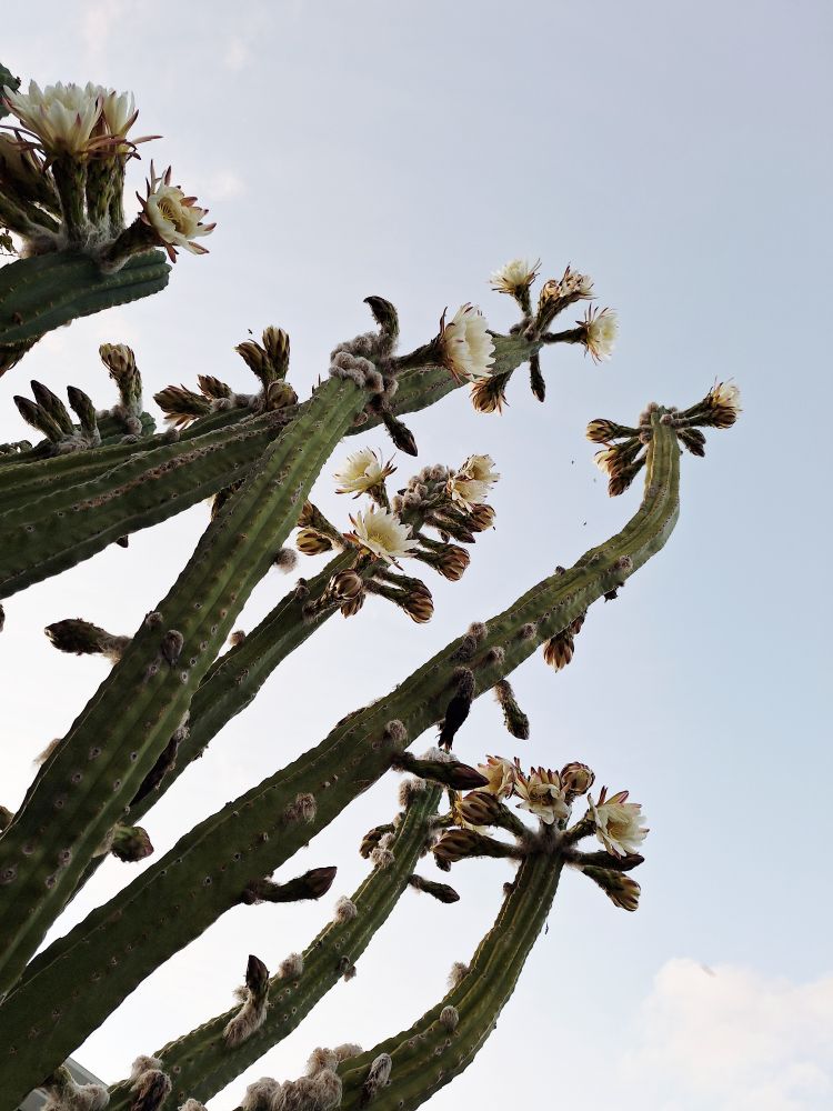 Cactus reaching for the sky, with bees buzzing between blooms 🌵🌸🐝 