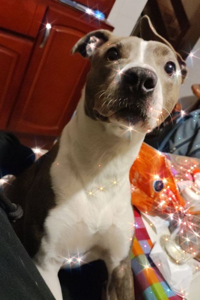 Una foto de Hércules, un pitbull de 3 años que es precioso y su foto tiene brillitos por que el es maravilloso
