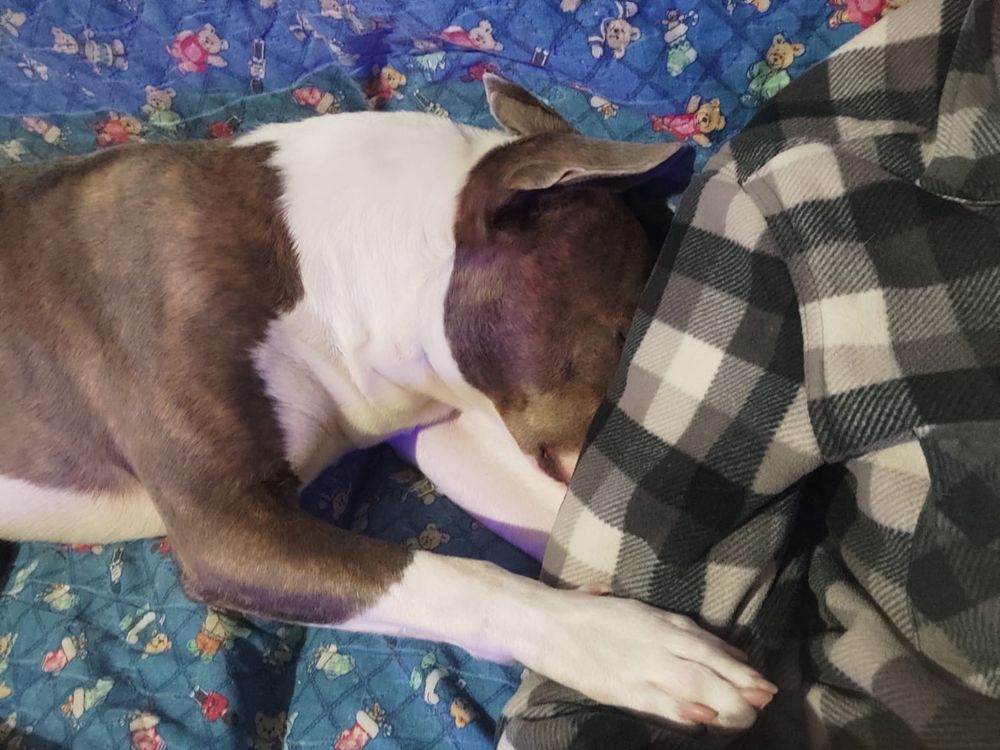 Hércules, un pitbull de 3 años abrazado a un brazo humano por que esta chiquito y tiene sueño