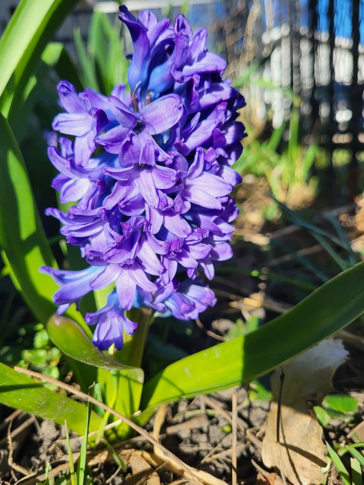 Purple hyacinth 