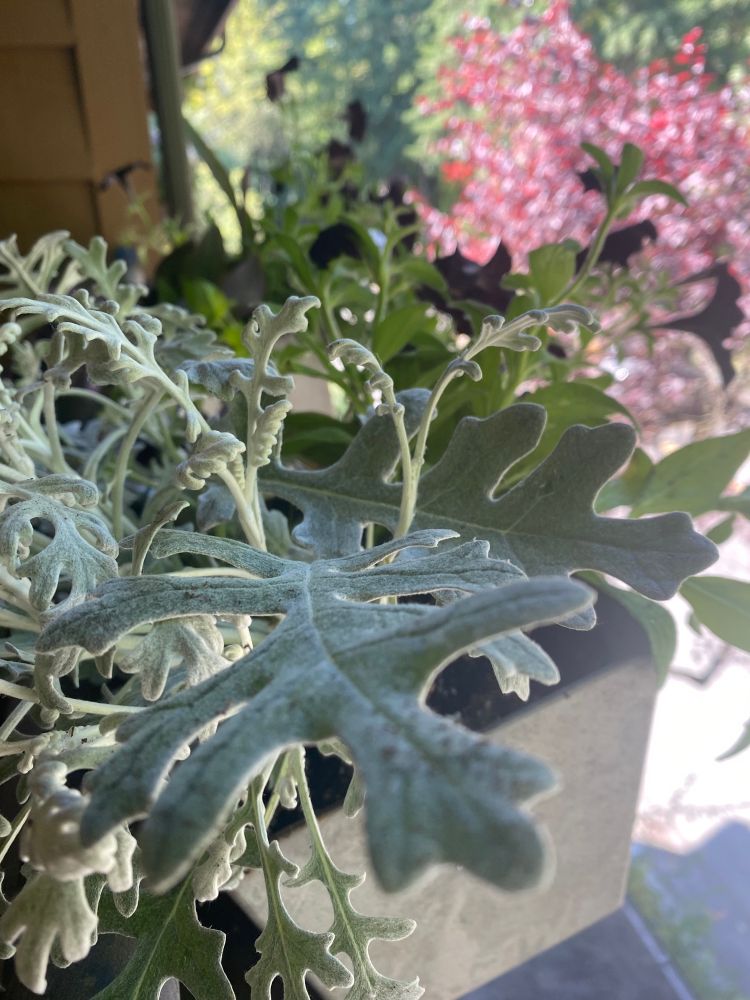 Dusty miller and black petunias in a flower box with a maple tree behind it.