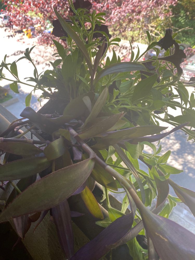 Black petunias and mixed greenery in a flower box off our patio, with a maple in the background.