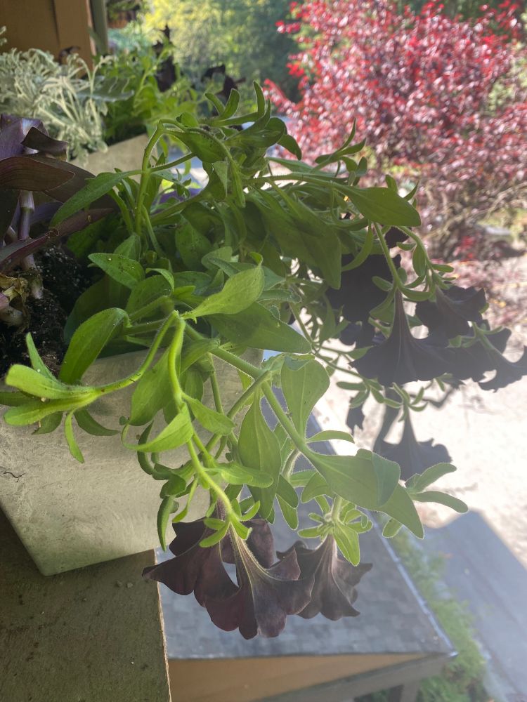 Black petunias and mixed greenery in a flower box off our patio. There’s a maple in the background.