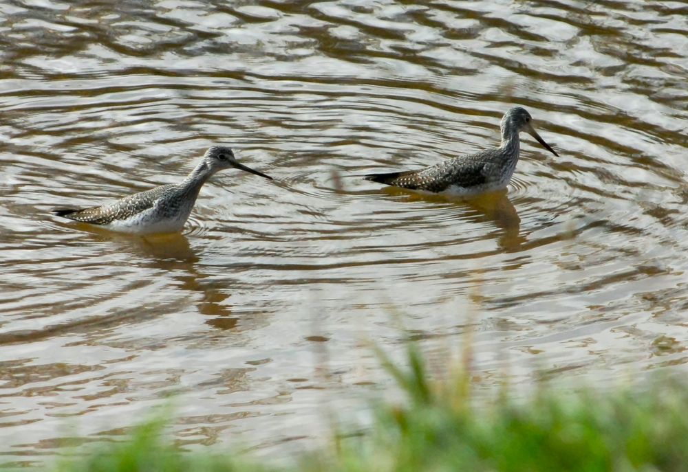 Two greater yellowlegs in rippling brown water near a grassy shore. One is extending its long neck.