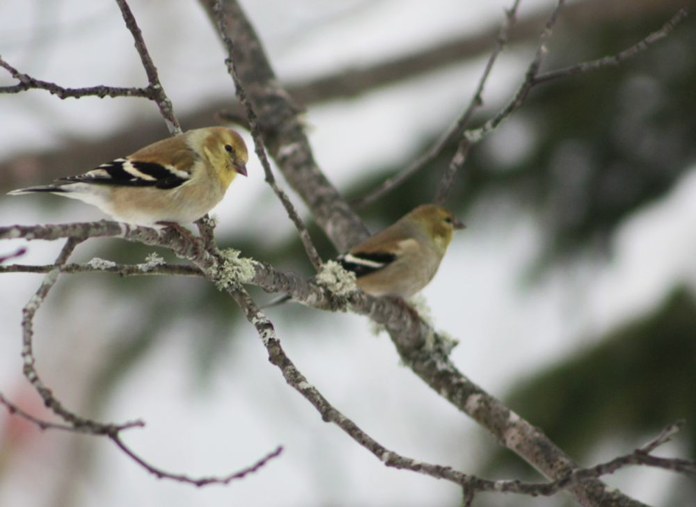 Two American Goldfinches -- small, roundish birds with dull yellow and brown feathers with black and white striped wings -- sitting on a thin, lichen-covered branch.