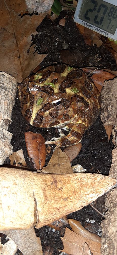 A horned frog sitting between two pieces of bark