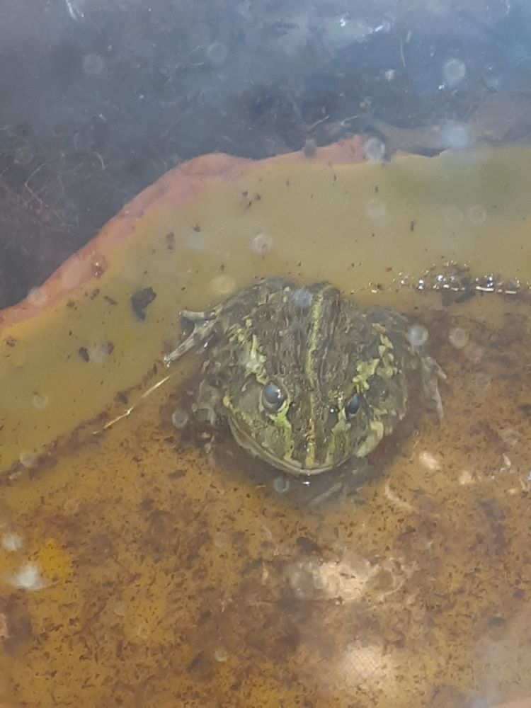 Closeup of a juvenile african bullfrog in a water dish