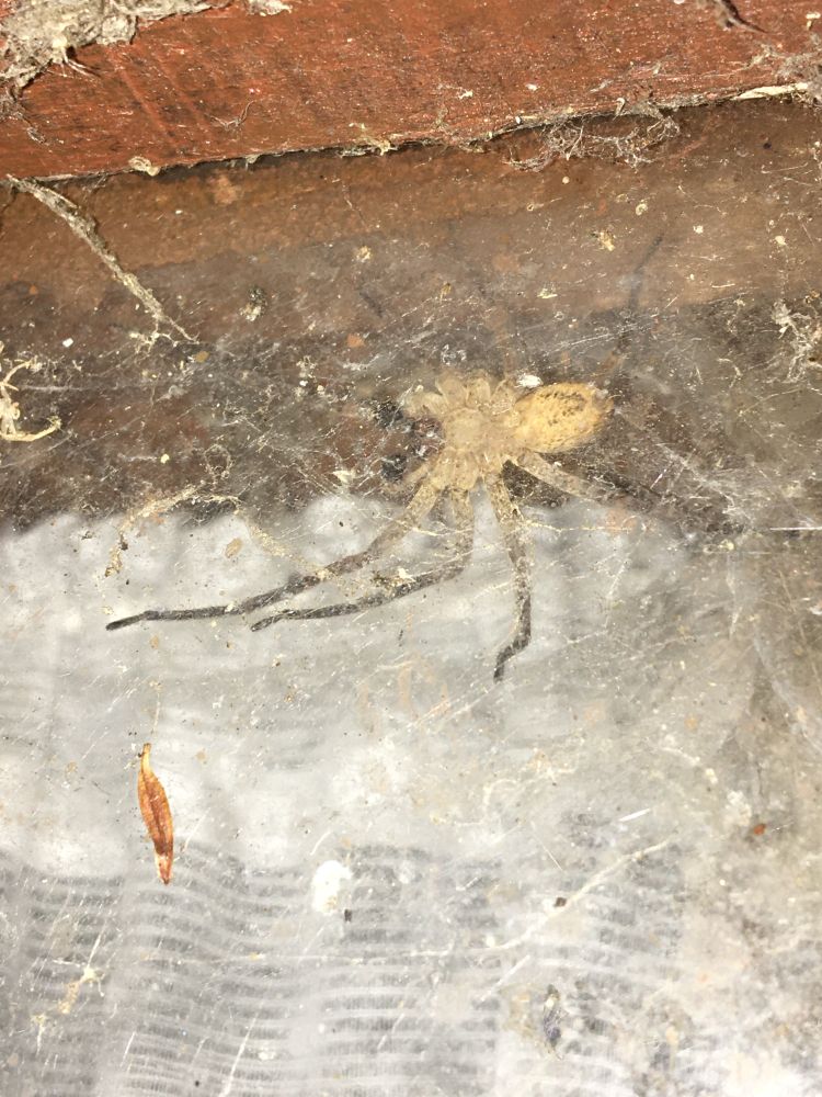 A good sized spider inside a garden shed window. This is its underside.