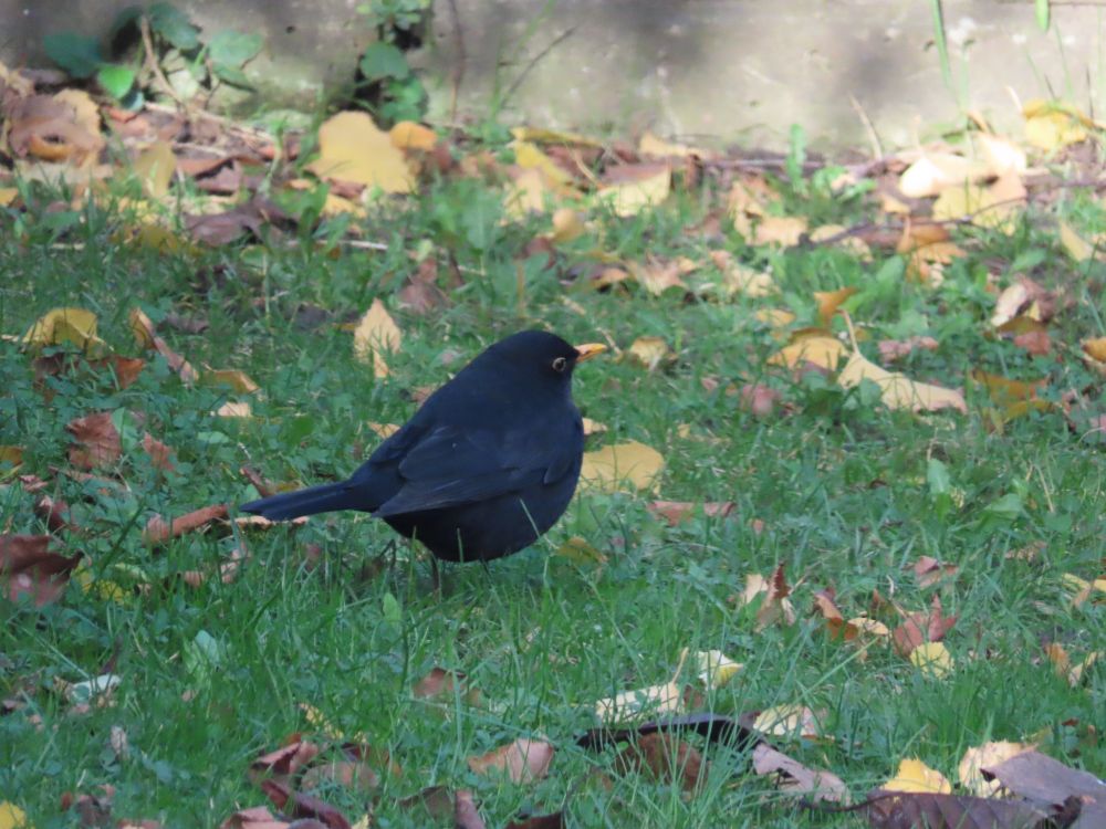 A black bird (a Blackbird!) with a yellow bill and eye ring, amongst some fallen leaves on the grass. 