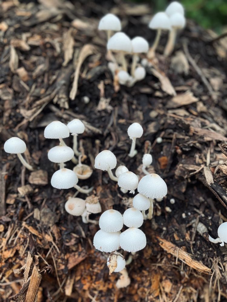 Several white mushrooms growing out of a pile of wood chips 