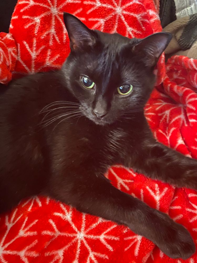 A black cat lounging on a red blanket. She’s looking at the camera, green eyes. 
