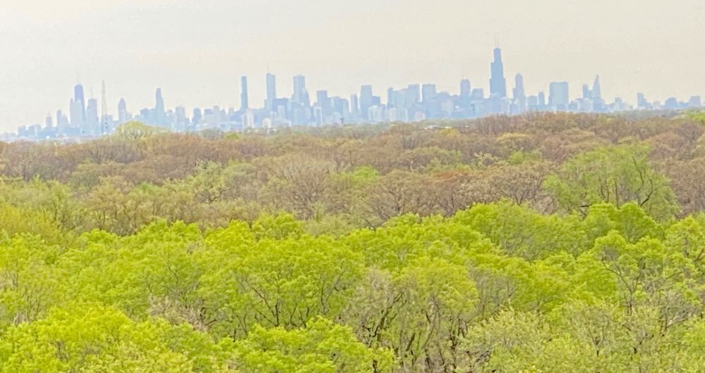 Chicago skyline in the distance with spring time vegetation in the foreground.