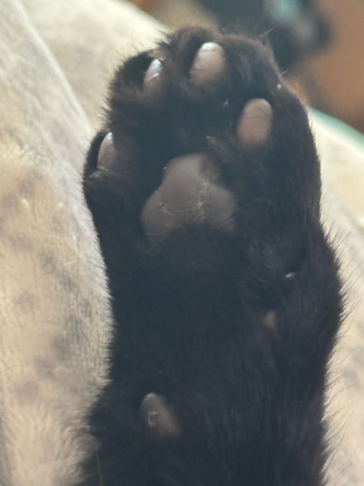 Close up of Atlas’s toe beans