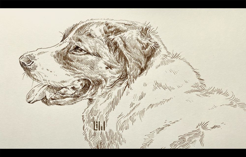 A brown ink drawing of a dog in profile view, looking left. The dog's mouth is open, with her tongue sticking out.