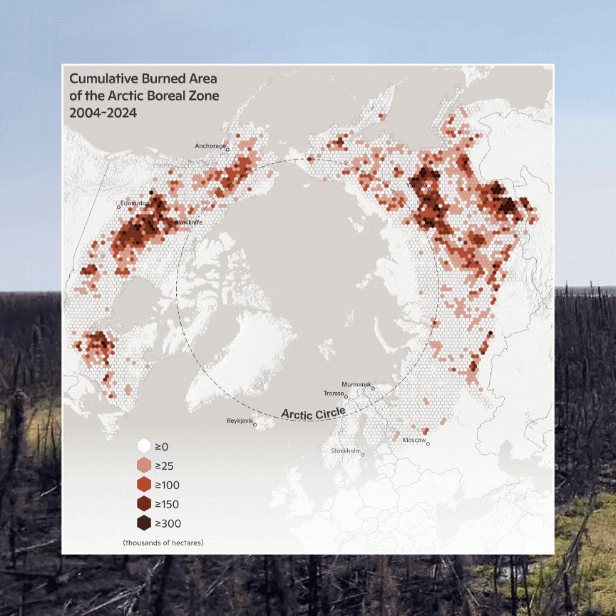 Grey, red and brown map depicting "Cumulative burned area of the Arctic Boreal Zone 2004-2024" 