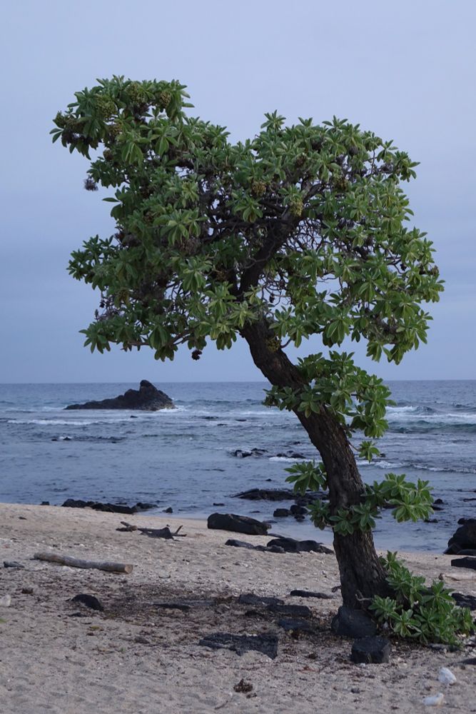 Shoreline with single tree on the Kona side of the Big Island. 