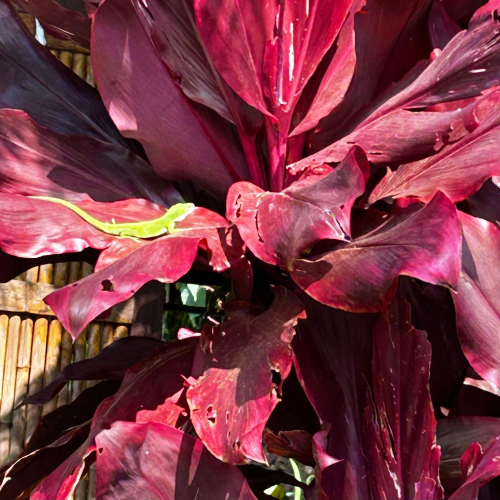 One nicely green gecko in one brilliantly red set of plant leaves. 