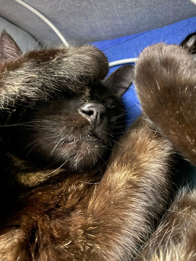 Schlafende Katze. Pfote über einem Auge. 