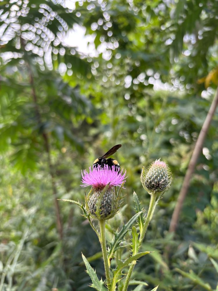 Bee on a thistle 