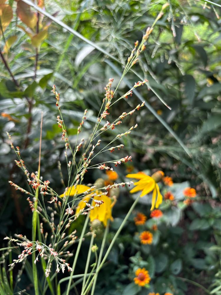 Switchgrass pollen