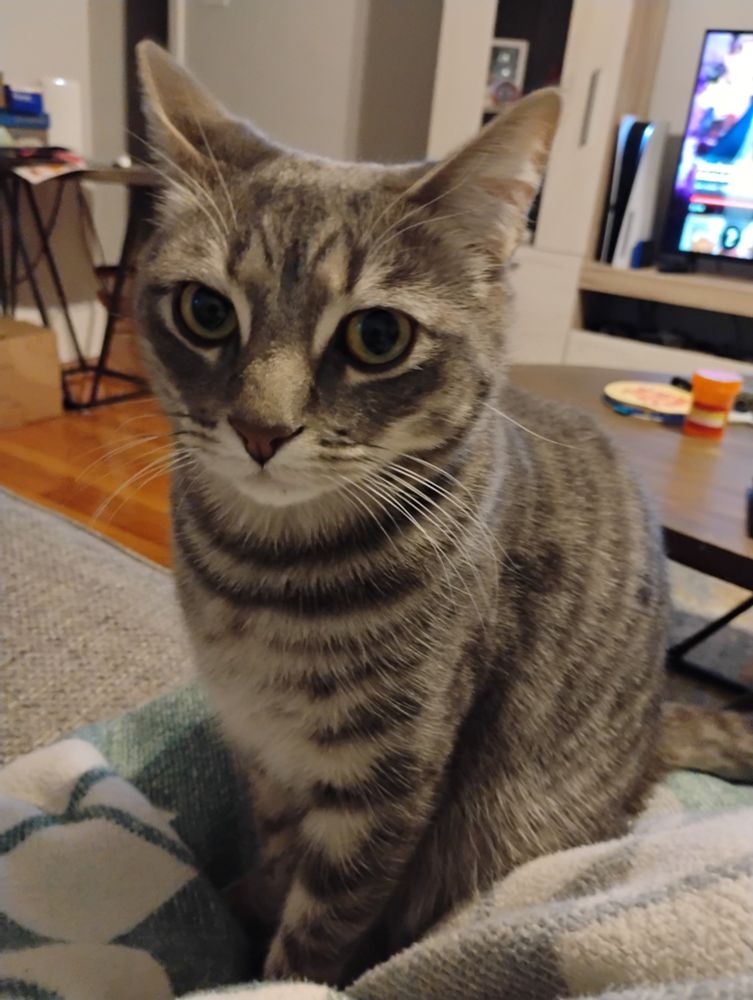 A grey tabby named Lusca, he sits on the couch and eyes the phone with an offended expression