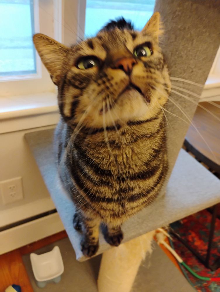 A brown tabby named Banshee he sits on a cat tree and sniffs the camera