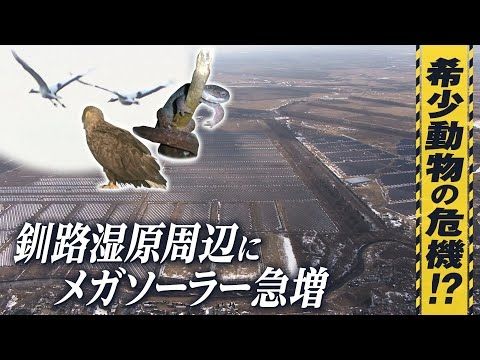 希少動物の危機!?　釧路湿原周辺にメガソーラー　条例制定前に“駆け込み建設”　反対の声に渦中の業者は…