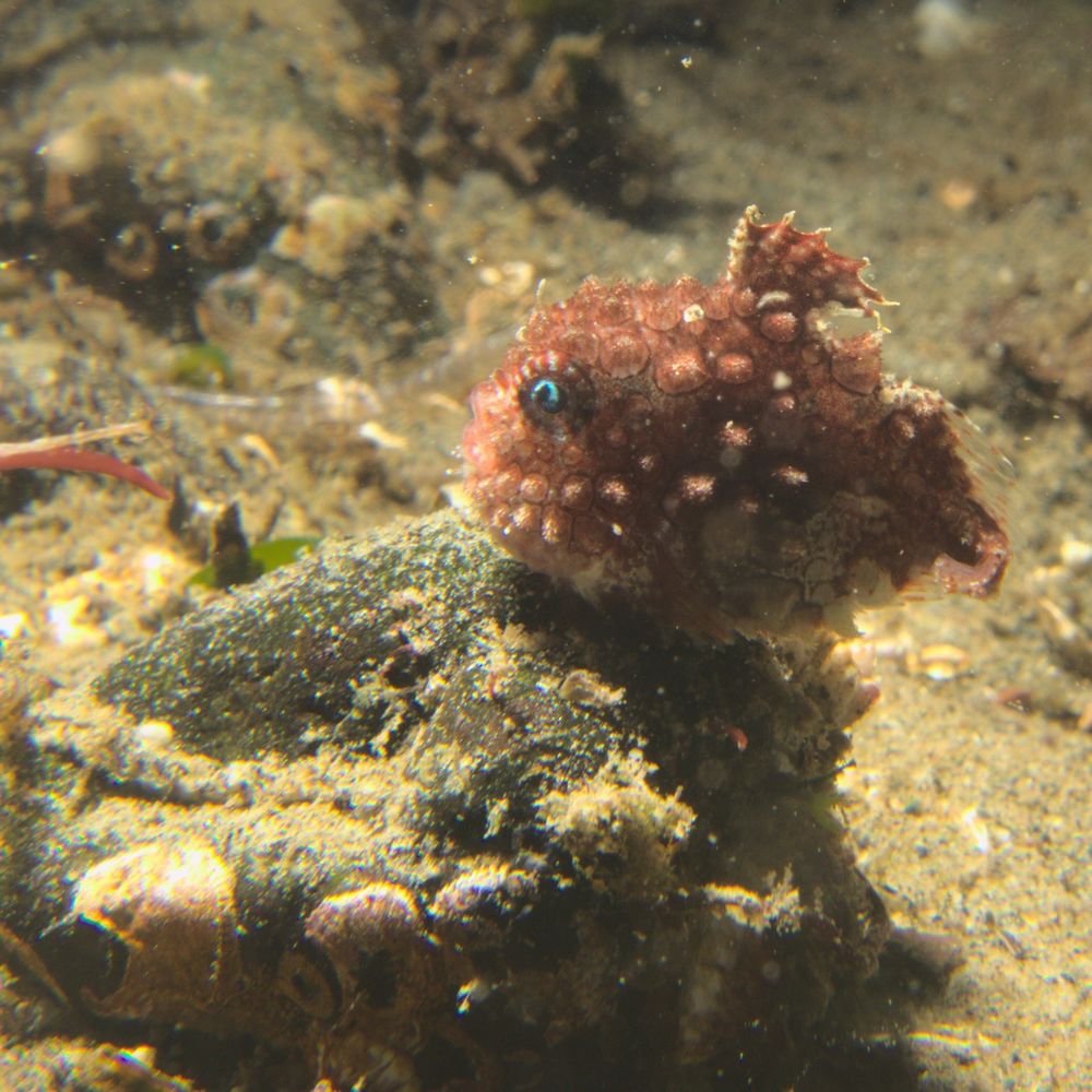 Photo of red hued PSL