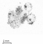 Two Phaeodaria interacting with a marine snow aggregate, recorded with the Underwater Vision Profiler 6