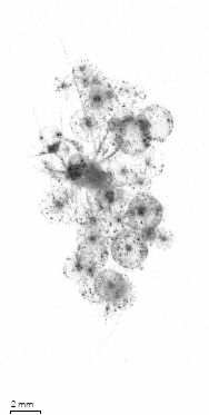 A large group of Phaeodaria surrounding a crustacean, recorded with the Underwater Vision Profiler 6