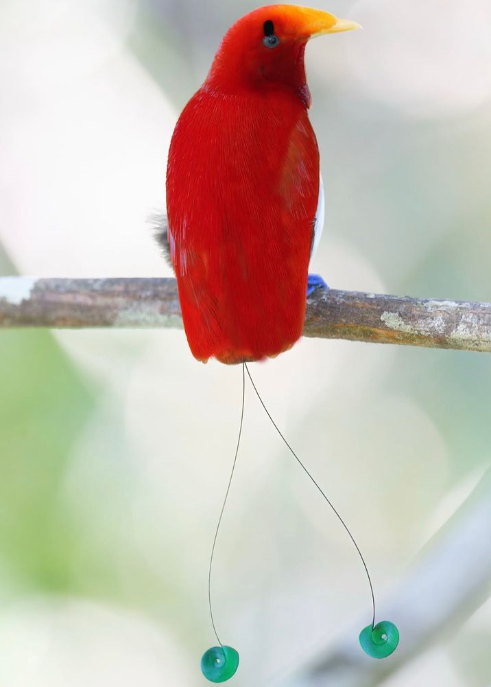 The king bird of paradise, a small vibrantly colored bird. Red all over with a dark green iridescent breast band, a white lower breast and belly, and green tipped fan like plumes on the shoulders. The under tail appears white and fluffy with two really long “strings” sticking out and green discs on the end. Black eyebrows above the eyes, thick orange beak, and bright blue legs 