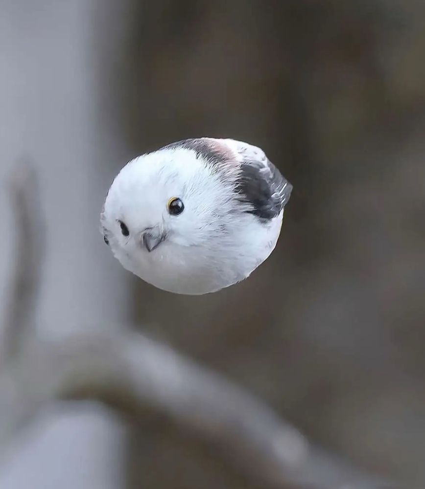 Long tailed tit, a tiny round bodied tit that is mostly white with black wings and a long narrow tail. This one is flying like a bullet through the air 

Credit to Nakatsuka, Hajime