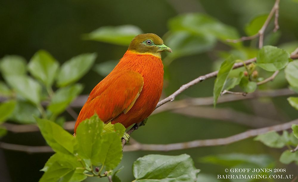 Orange fruit dove among the green leaves 

Credit to Geoff Jones