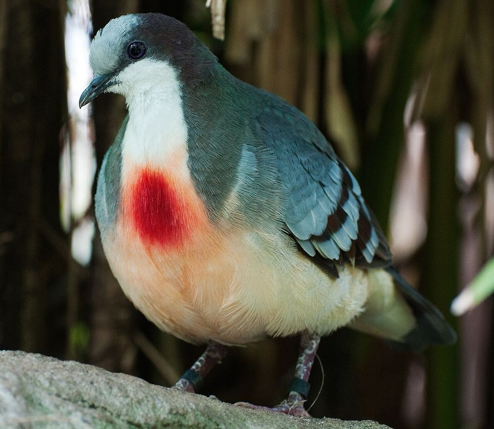 Bleeding heart dove 