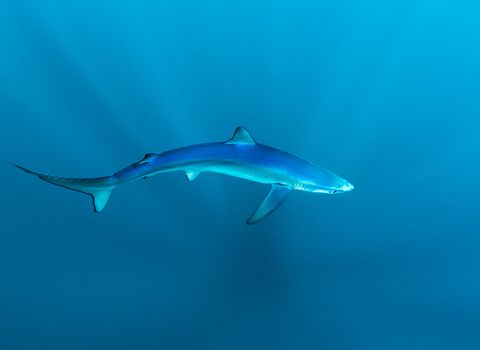 Blue shark from an aerial view where you can clearly see how they got their name, very blue ! 
Credit to Dan Bolt