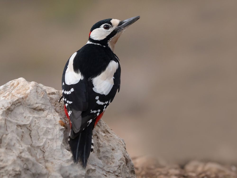 Male great spotted woodpecker, a medium sized woodpecker with pied black and white feathers and a red underbelly, a red patch on the back of its head and a strong slate colored beak. This woodpecker sits on a rock while looking upward 

Credit to Yanina Maggiotto