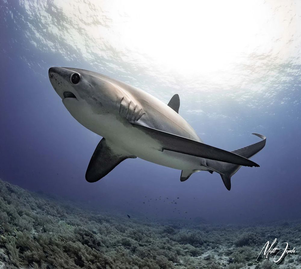 Thresher shark, a derpy looking shark with an extremely long tail that is used as a weapon to stun prey

Credit to Matt Jacob’s 
