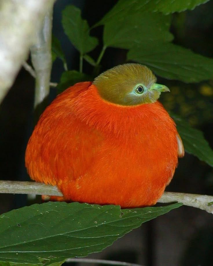 Orange fruit dove looking insanely round 

Credit to the owner and National Geographic 