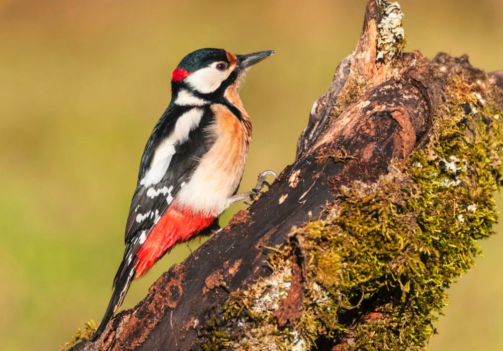 Male great spotted woodpecker, a medium sized woodpecker with pied black and white feathers and a red underbelly, a red patch on the back of its head and a strong slate colored beak. This woodpecker sits on a mossy log

Credit to studioimagen73