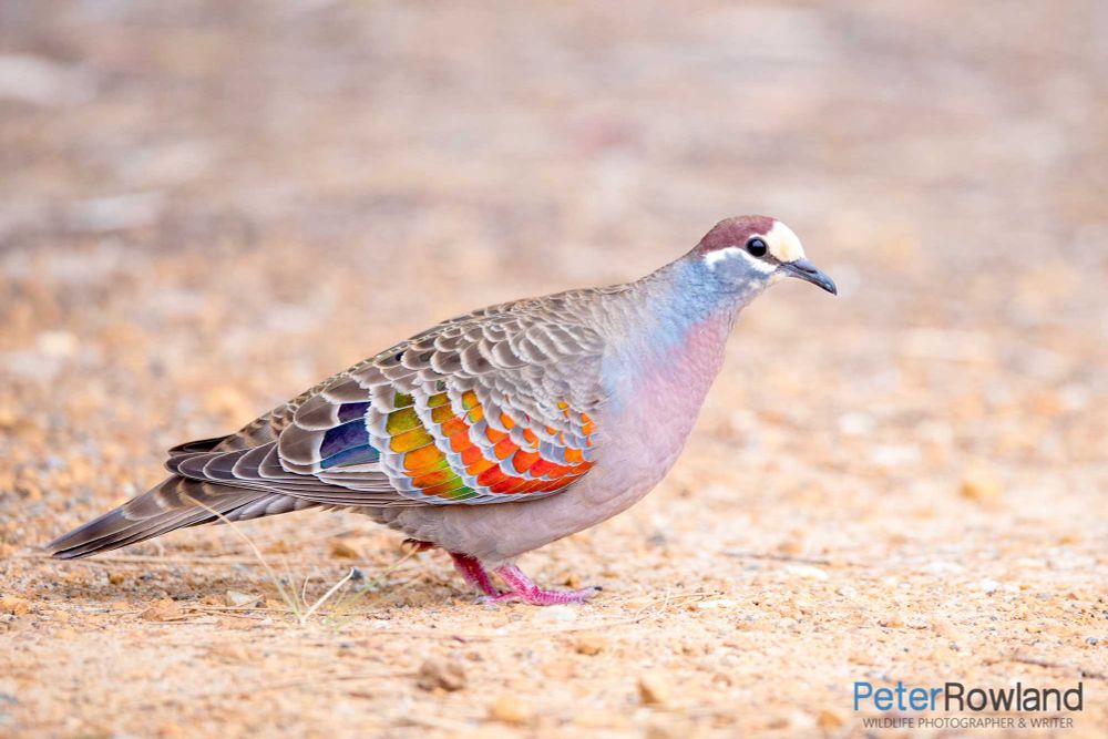 Male common bronzewing, a heavyset chunky pigeon that has a lavender belly and neck, grey wings with iridescent rainbow feathers peaking out, and a half beige have purple head 