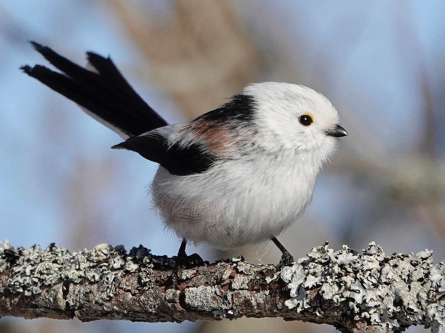 Long tailed tit, a tiny round bodied tit that is mostly white with black wings and a long narrow tail.

Credit to Sami Tuomela