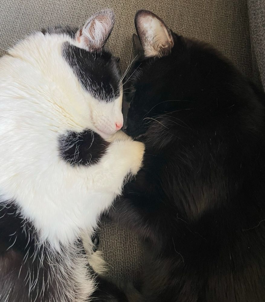 Chickpea snuggled with the black and white cat Hoover
