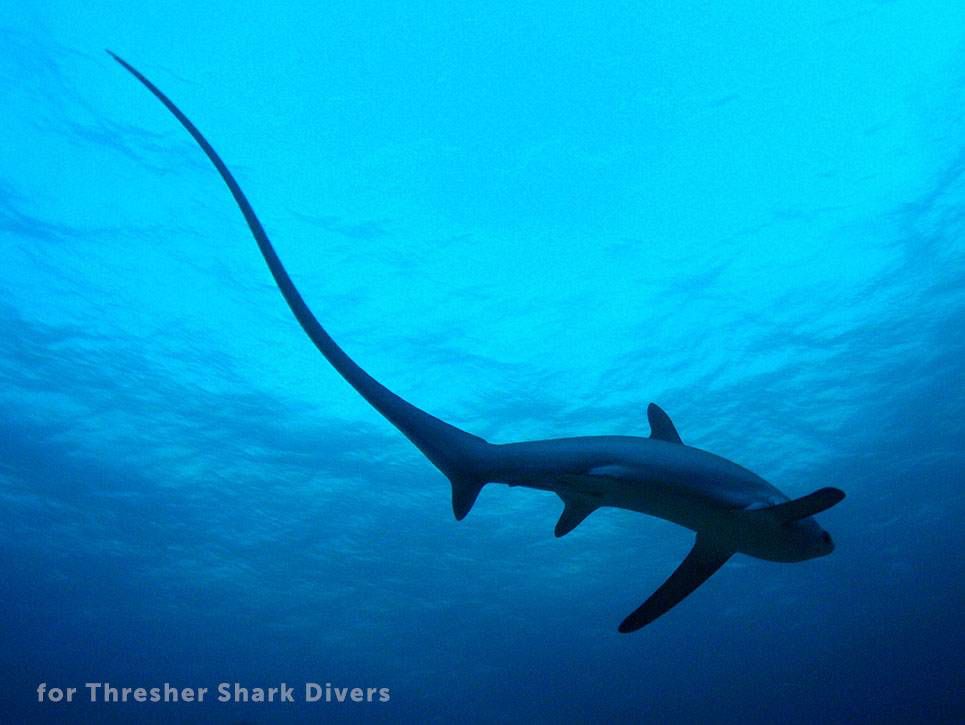 Thresher shark, a derpy looking shark with an extremely long tail that is used as a weapon to stun prey 

Credit to the owner, for Thresher Shark Divers