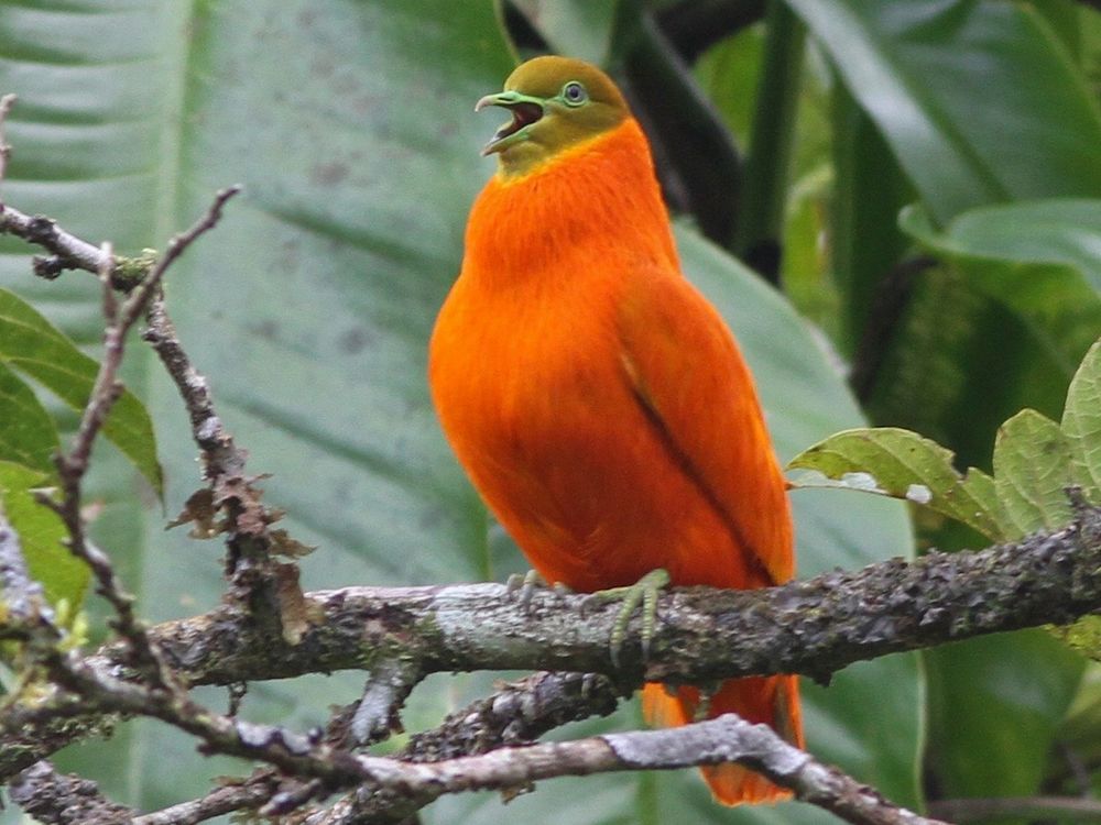 Orange fruit dove with his beak open on a branch 

Credit to Chris Wiley